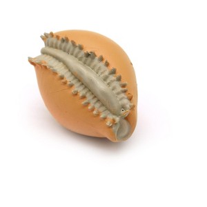 Collectible Wildlife Gifts | Shell, Cowrie Cowry Shell, Plastic Figure, Model, Realistic ,  Animal, Life Like, Gift,      1 1/2"     F1791 B145 - 1 of 4