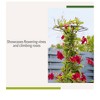 Gardener's Supply Company Essex Trellis For Climbing Plants Outdoor | Sturdy Upright Garden Trellis for Vines, Tomatoes, Peas & Other Live Plants - image 4 of 4