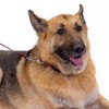 Country Brook Petz® 5/8 Inch Nylon Dog Leash - 4 of 4
