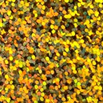 gold holographic sparkles