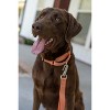 Country Brook Petz Heavy Duty Nylon Martingale Dog Collar with Deluxe Buckle - 30+ Vibrant Color Options - 3 of 4