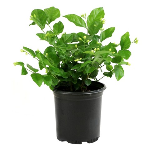 care for arabian jasmine