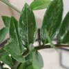 Live 5" ZZ Zenzii Houseplant in Cream Jute Planter - 2 of 4