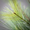 5'L Sullivans Black Hills Pine Garland, Green Christmas Garland - 2 of 3