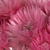 Vickerman 13-14" Natural Everlasting Flowers, Dried - 3 of 4