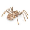EWA Eco-Wood-Art Spider 3D Wooden STEM Construction Kit - 3 of 3