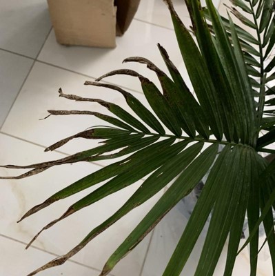 Majesty Palm - National Plant Network : Target