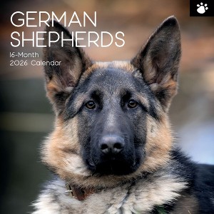 2026 Square Wall Calendar, German Shepherds, 16-Month Paw Prints Theme with 180 Reminder Stickers (12x12 In) - 1 of 4