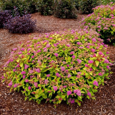 Van Zyverden Bloomin' Easy Spiraea Rainbow Fizz 4" Potted Rocketliners Pink Spiraea in Nursery Pot