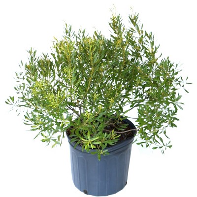 Dwarf Wax Myrtle 2.25gal U.S.D.A. Hardiness Zones 7-9 - 1pc - National Plant Network