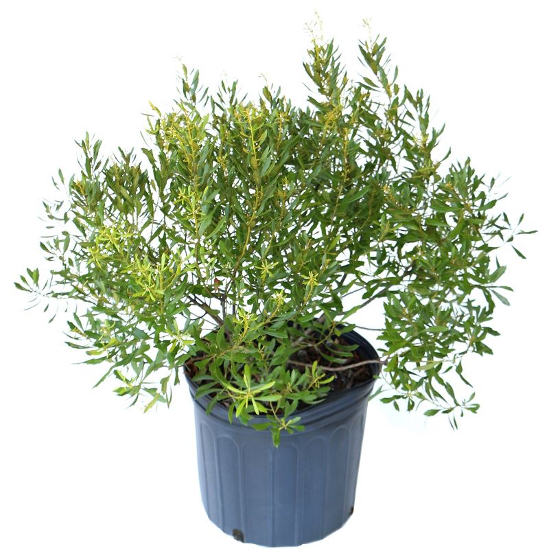 Dwarf Wax Myrtle 2.25gal U.S.D.A. Hardiness Zones 7-9 - 1pc - National Plant Network, 1 of 5