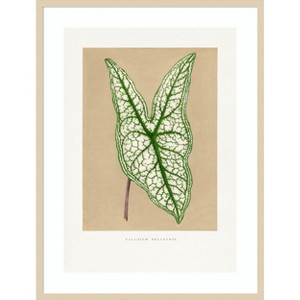 Amanti Art Green Caladium Belleymii Leaf Illustration by Pictufy Wood Framed Wall Art Print - 1 of 4