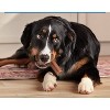 Milk-Bone Comfort Chews Beef Flavor Chewy Dog Treat - Small/Medium - 22.2oz/9ct - 4 of 4