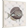 Amanti Art 22"x22" Neutral Vintage Fish II by Elizabeth Medley Framed Canvas Wall Art Print: Modern Decor, Polystyrene Frame - 2 of 4