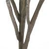 Gulches 71 Inch Artificial Milan Leaf Bonsai elm Tree Plants, Pre Potted Plant, Ideal for Indoor Gardens, Living Rooms and Bedrooms - 4 of 4