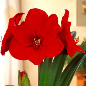 Van Zyverden Amaryllis Bulb Red Lion - 1 of 4
