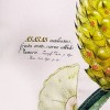 20" x 20" Pineapple Patio Throw Pillow - New York Botanical Garden: Mosaic Design, Stain & Fade Resistant - image 2 of 4