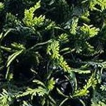 cedar grass ball - 2pcs