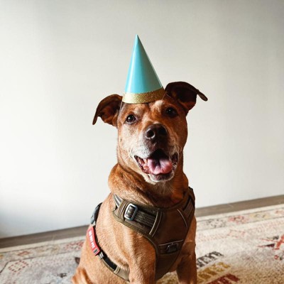 Dog birthday best sale hat target