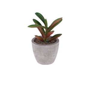 Unique Bargains Artificial Plants Mini Peperomia in Pulp Plastic Fuchsia 2.56"x2.56"x4.33" 1 Pcs - 1 of 4