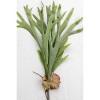 Artificial Staghorn Fern Stem 24.5"H Plastic & Wire Botanical Accent – Green Faux Leaf Decor (Set of 6) By Kalalou - 3 of 3