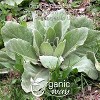 Organic Way Mullein Leaf Cut & Sifted 1 Lbs - image 2 of 4