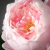 Sullivans Artificial Pink Peony Spray 24"H - image 2 of 2