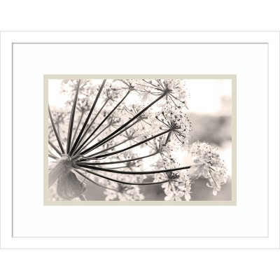 18" x 14" Floral Cow Parsnip by Jaynes Gallery Danita Delimont Framed Wall Art Print - Amanti Art