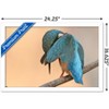 Trends International The Comedy Wildlife Photography Awards: Antonio Medina - Ashamed Framed Wall Poster Prints - 3 of 4