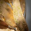 Artificial Gold Eucalyptus Blade Bundle Gold 17"H - 2 of 3