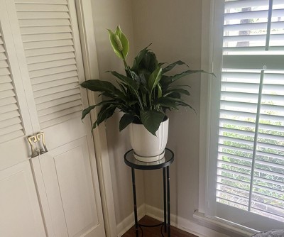 Guest review image 1 of 1, zoom in