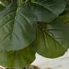 HomeStock  3 ft. Artificial Fig Tree in Basket for Indoor/Outdoor - 4 of 4