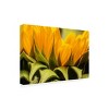 Trademark Fine Art - Mick Agterberg Close Up Details Of A Helianthus Matted Framed Art - 2 of 4