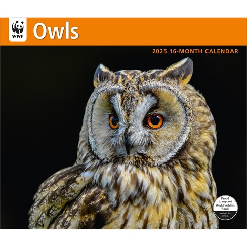 BrownTrout 2025 Wall Calendar 12"x14" Owls WWF - image 1 of 4