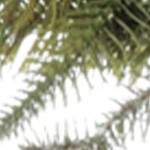 frosted fir