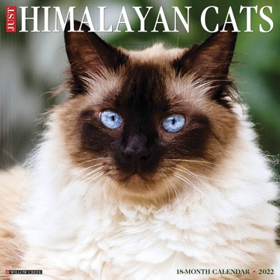 2022 Wall Calendar Just Himalayan Cats - Willow Creek Press