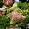 National Plant Network Live Outdoor Phantom Tree Hydrangea Plant -1ct 2gal - 4 of 4