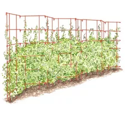 Gardeners Supply Company Sturdy Expandable Tall Pea Trellis for Climbing Plants | Multi-Use Heavy Duty Outdoor Garden Peas, Tomato, Cucumber Steel