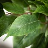 7'2"H Sullivans Oversized Potted Ficus Tree, Green - 2 of 4