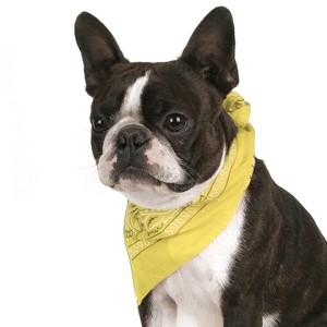 Pack of 4 Paisley Cotton Dog Bandana Triangle Shape  - One Size Fits Most - 1 of 4