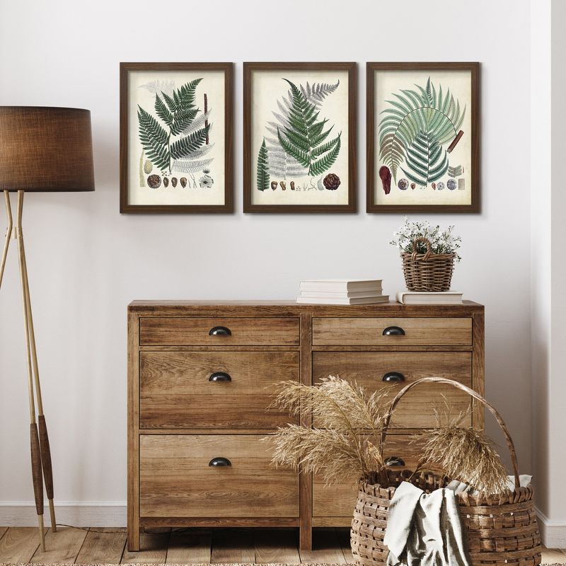 Americanflat Farmhouse Botanical Collected Ferns By Pi Creative Art - 3 Piece Gallery Framed Print Art Set, 1 of 3