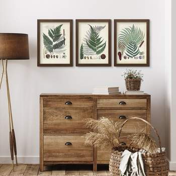 Americanflat Farmhouse Botanical Collected Ferns By Pi Creative Art - 3 Piece Gallery Framed Print Art Set