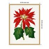 Amanti Art Poinsettia Pulcherrima Leaf Illustration by Pictufy Canvas Wall Art Print Framed - 3 of 4