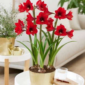 Van Zyverden 3ct Bulbs Amaryllis Kit Rapido with Iron Brass Textured Finish Bulb Pan Planter - 1 of 4
