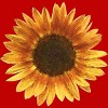 Men's Design By Humans Sunflower By Maryedenoa T-Shirt - 2 of 4