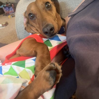 Dachshund pjs online target