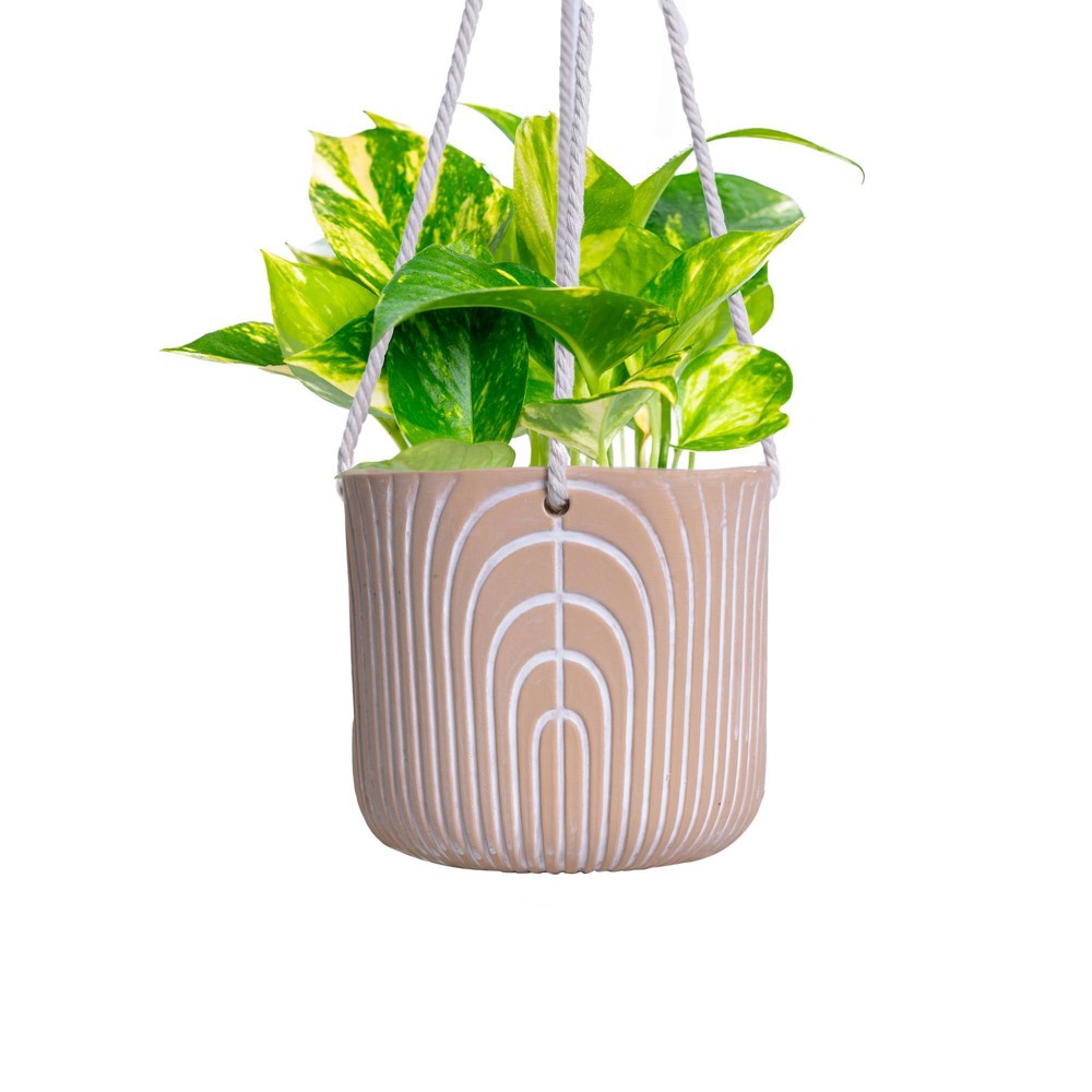 Live 4 Golden Pothos Houseplant in  Planter