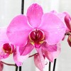 5" Watercolor Orchid Pink in Decorative Planter Pot - Good Little Garden™ - 2 of 4