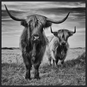 30" x 30" Highland Cow Couple by Stephane Pecqueux Framed Canvas Wall Art Print - Amanti Art: Modern Bovine Decor, Polystyrene Frame - 1 of 4