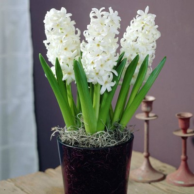 Set of 5 Bulbs PrePared Hyacinths for Indoor Forcing Carnegie - Van Zyverden